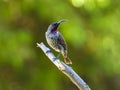 Immature male amethyst sunbird