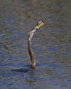 Immature male Anhinga swimming in a pond with a freshly caught f