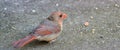 Immature Male Cardinal on sidewalk