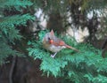 Immature Male Cardinal-Test Fly