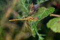 Immature Male Common Darter dragonfly (Sympetrum striolatum) perc Royalty Free Stock Photo