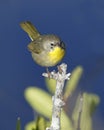 Immature Common Yellowthroat perched on a twig - Merritt Island, Florida