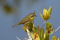 Immature Male Common Yellowthroat - Merritt Island, Florida Royalty Free Stock Photo