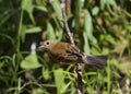 Immature Male Indigo Bunting Royalty Free Stock Photo