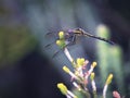 An immature male Jaunty Dropwing dragonfly with black and yellow thorax and abdomen, metallic blue forehead and dark red eyes