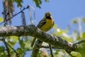 Immature male orchard oriole on tree branch