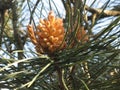 Immature male or pollen cone of pine tree . Conifer cone Royalty Free Stock Photo