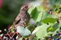 Immature Male Red Winged Blackbird on Pagoda Dogwood Royalty Free Stock Photo