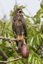 Immature Male Snail Kite Calling - Panama