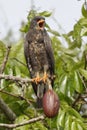 Immature Male Snail Kite Calling from a Tree - Panama