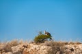 Immature martial eagle, Polemaetus bellicosus, in the Kgalagadi Royalty Free Stock Photo