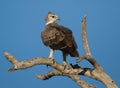 Immature Martial Eagle (Polemaetus bellicosus) Royalty Free Stock Photo