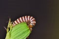 Banded caterpillar eating a flower bud.