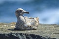 Immature Mew Gull on a rock. Royalty Free Stock Photo