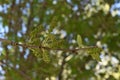 Immature mulberry fruits