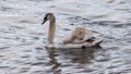 Immature mute swan on the Rhone River, France Royalty Free Stock Photo