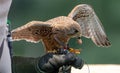 Immature Northern goshawk eating fresh meat close up