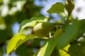 immature pear and leaves hang on the branch,