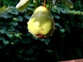 Immature pear in water drops in garden