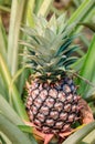 Unripe Pineapple Attached to its Parent Plant