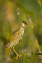 An Immature Purple Gallinule