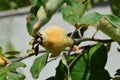 Immature quince pictures, immature raw quince fruit pictures on quince tree