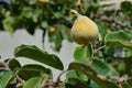 Immature quince pictures, immature raw quince fruit pictures on quince tree