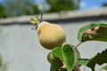 Immature quince pictures, immature raw quince fruit pictures on quince tree