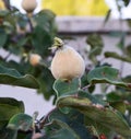 Immature quince pictures, immature raw quince fruit pictures on quince tree