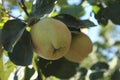 Immature quinces (Cydonia oblonga)