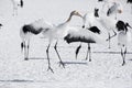 Immature Red Crowned Crane Imitating Courtship Dance