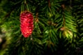 An Immature Red Pinecone Hanging From a Branch Royalty Free Stock Photo