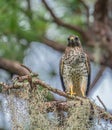 Immature Red-Shouldered Hawk Looking for Prey at Lake Seminole Park, Florida Royalty Free Stock Photo