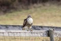 Immature Red Tailed Hawk on a fence Royalty Free Stock Photo