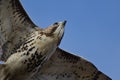 Immature Red-Tailed Hawk Flying in Blue Sky Royalty Free Stock Photo