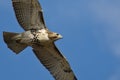 Immature Red-Tailed Hawk Flying in Blue Sky Royalty Free Stock Photo