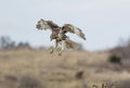 Immature Red Tailed Hawk Hovering Royalty Free Stock Photo