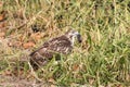 Immature Red Tailed Hawk with a mole