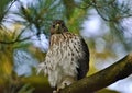 Immature Red-tailed Hawk Perched in Tree Royalty Free Stock Photo