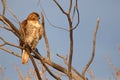 Immature Red-tailed Hawk Royalty Free Stock Photo