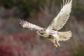 Immature Red Tailed Hawk taking off Royalty Free Stock Photo