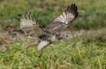 Immature Red Tailed Hawk taking off Royalty Free Stock Photo