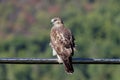 Immature Red Tailed Hawk on a wire Royalty Free Stock Photo
