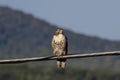 Immature Red Tailed Hawk on a wire Royalty Free Stock Photo