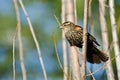 Immature Red-Winged Blackbird Royalty Free Stock Photo