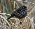 Immature Red-winged Blackbird #2 Royalty Free Stock Photo