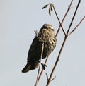 Immature Red-winged Blackbird Singing Royalty Free Stock Photo