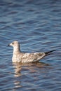 Immature Ring-billed Gull Larus delawarensis floating on a Shawano Lake in Wisconsin