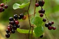 Immature and ripening fruits of Mediterranean Smilax - Smilax aspera Royalty Free Stock Photo