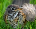 Immature Robin in grass Royalty Free Stock Photo